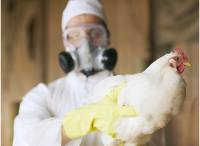 吃大盘鸡感染禽流感？ 这几种谣言不可信